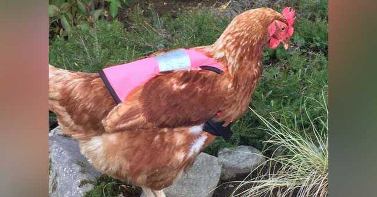 что видят куры. курицу видят все. курицу видят все. курицу видят все. фразеологизмы про курицу.