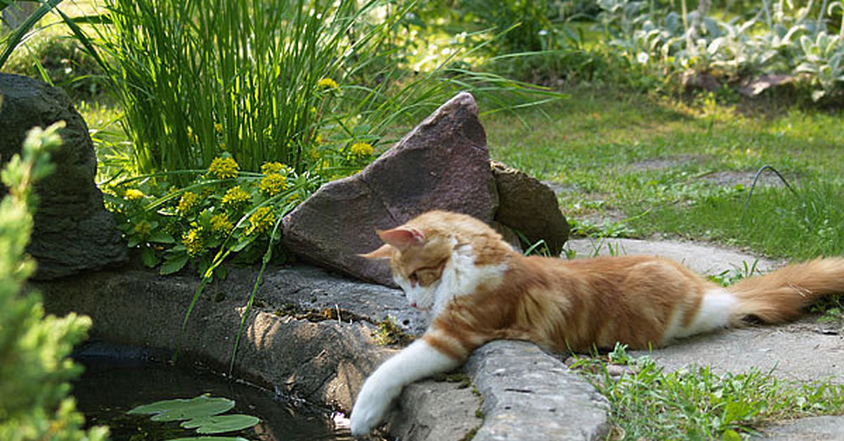 Рыжий кот на даче фото