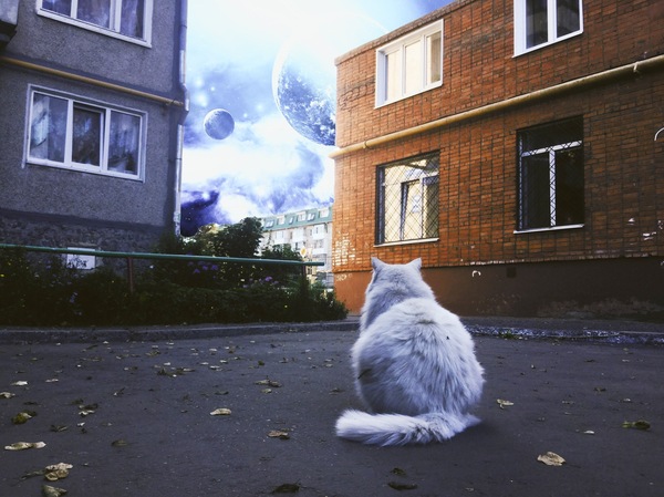 It's time to stop and think about something great. - My, cat, Space, Courtyard