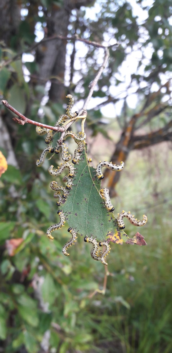 Party - My, The photo, Insects