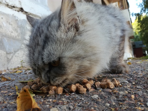 Пост доброты и большой любви к животным :) - Моё, Кот, Помощь, Животные, Берегите братьев наших меньших, Длиннопост, Помощь животным