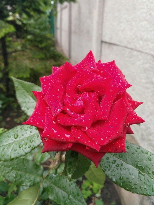 Rose after the rain - the Rose, My, beauty, Rain