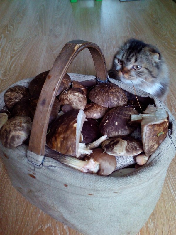 Again they brought this muck, it would be better if it was meat! - Mushrooms, Milota, cat, Pets