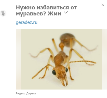 I went, damn it, to Pikabu - Ants, Dacha, 