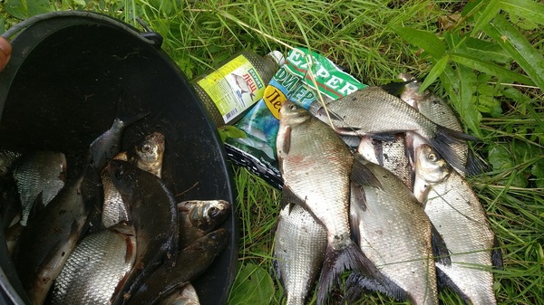 Фидерная ловля леща реально затягивает! (Отчет о рыбалке + видео) Рыбалка, Подлещик, Лещ, Фидер, Прикорм, Река Свирь, Река, Видео, Длиннопост