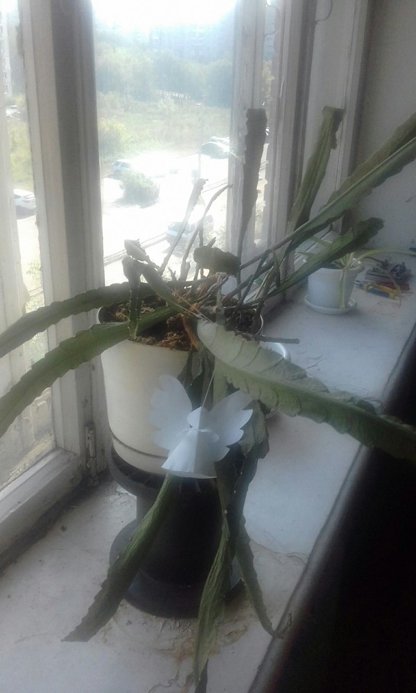 И тут все решили...