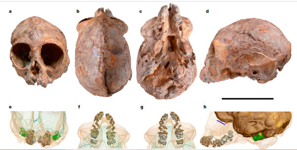 Is Alesya a common ancestor of anthropoids? - Anthropogenesis, Anthropogenesis ru, Alexander Sokolov, , Africa, Archaeological finds, Video, Longpost