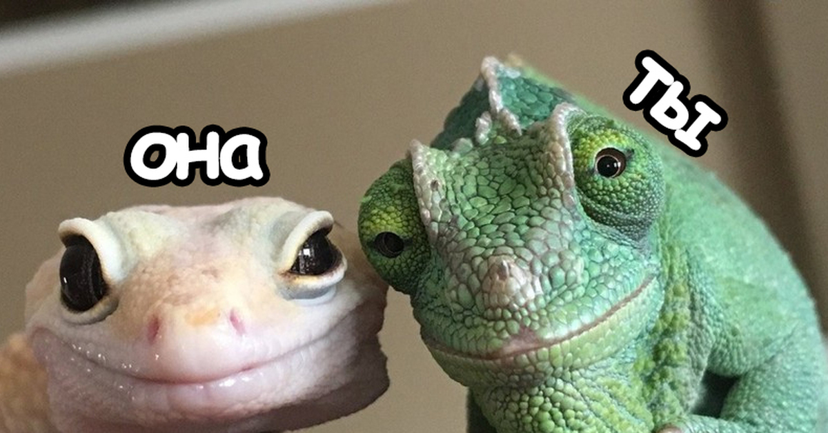 Прикол ящерица