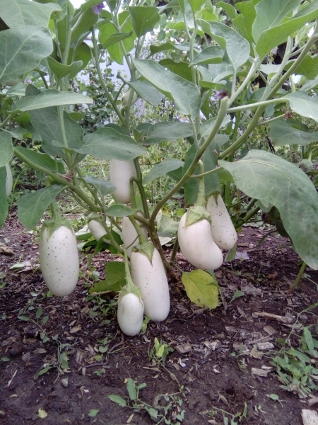 And why are they called little blue? - Eggplant, Gardener, Garden, Dacha, Summer residents, 