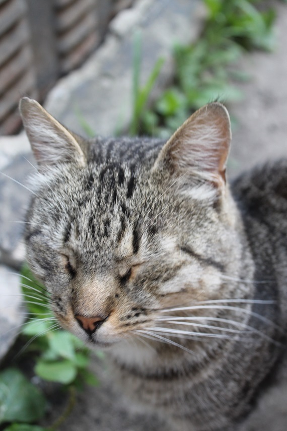 Мой личный Котоленд 89 - Моё, Кот, Приют, Помощь, Липецк, Котоленд, Длиннопост, Приют Котоленд