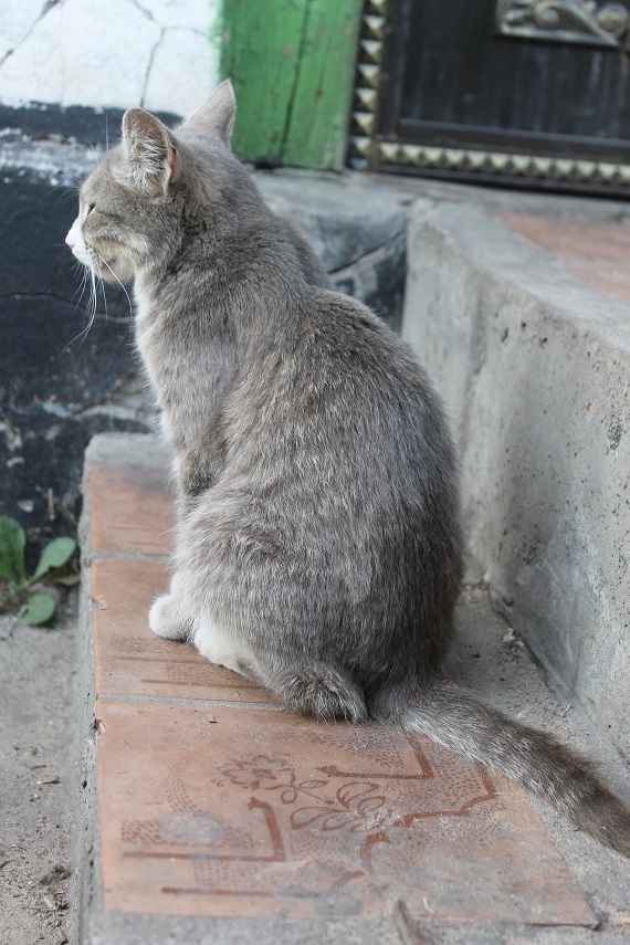 Мой личный Котоленд 89 - Моё, Кот, Приют, Помощь, Липецк, Котоленд, Длиннопост, Приют Котоленд