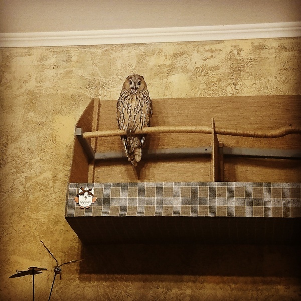 When he told the owl about his life - My, Owl, Buka, House owls, Pet, Unbridled fun, Longpost, Pets