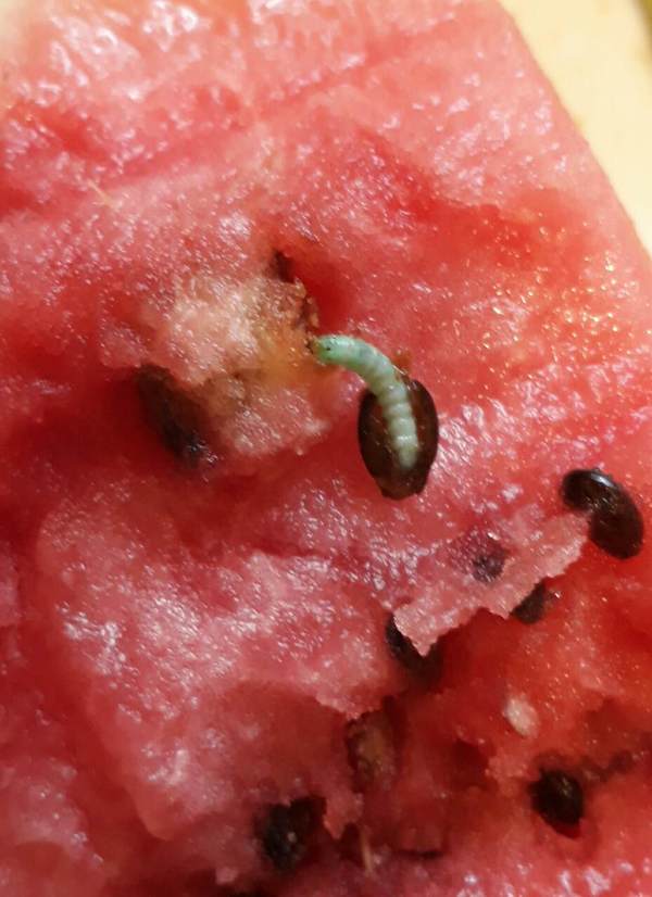A worm in a watermelon! - Watermelon, Worm, Inside