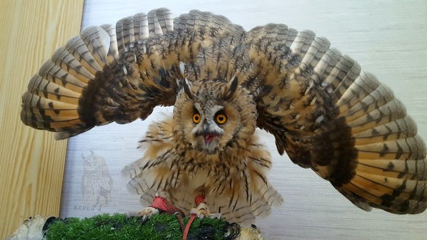 Smeeeeeeeee! - My, Owl, Kerby, Protection, Birds, Pets, Fear