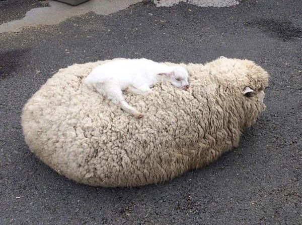 When mom is better than a bed. - Mum, Bed, Sheeps