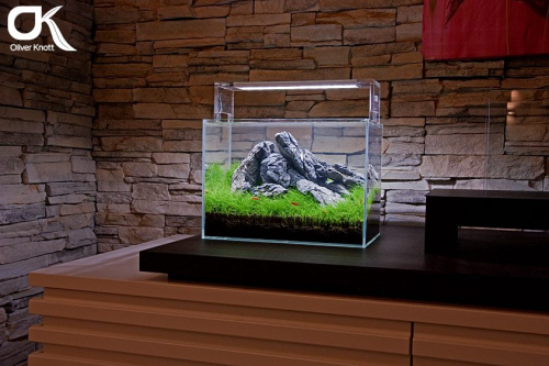 Oliver Knott - professional aquascaper - Aquarium, Aquarium, Aquascape, , Longpost