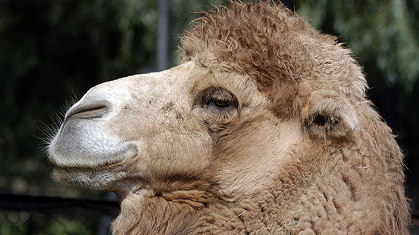 Camel bit off a man's hand in the suburbs - Bite, Camels, Farm