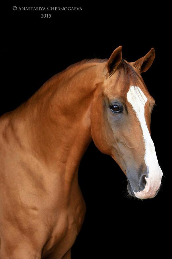 Что-то третий день лошаткофф нет. Исправляю