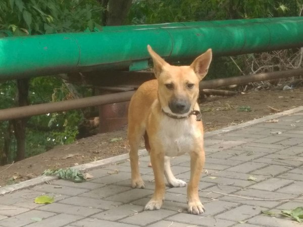 Voronezh. Found a dog. - My, Found a dog, Voronezh