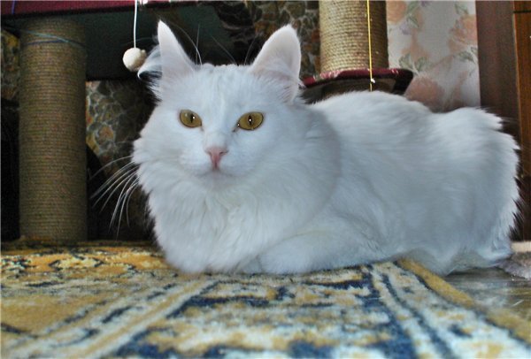 Cat-Loaves - cat, Loaf, Longpost