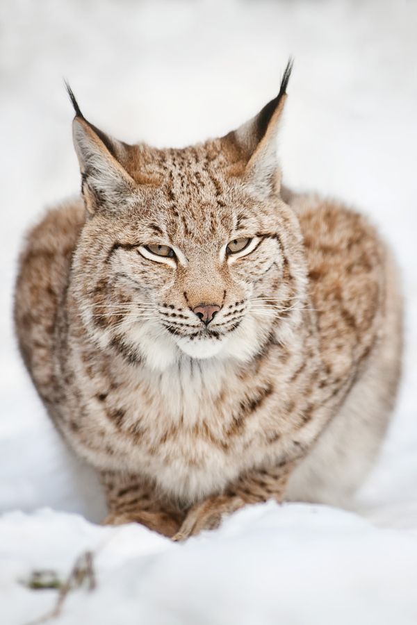 Big Cat Loaves. - Loaf, Tiger, Serval, Jaguar, Lynx, Snow Leopard, Longpost