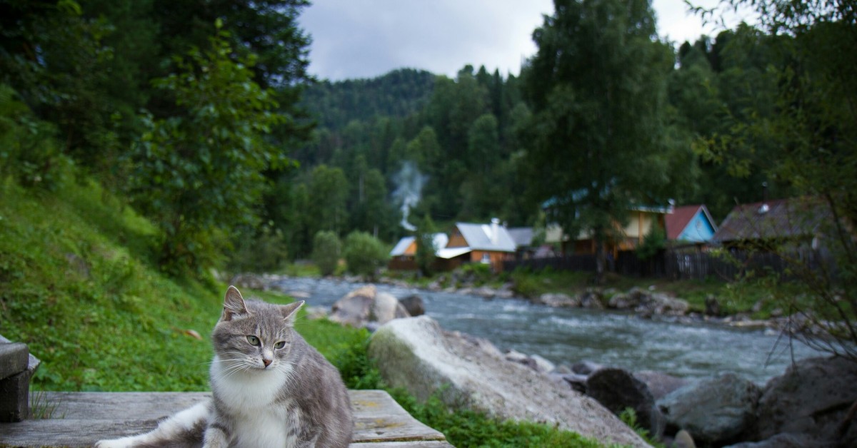 Алтайская кошка
