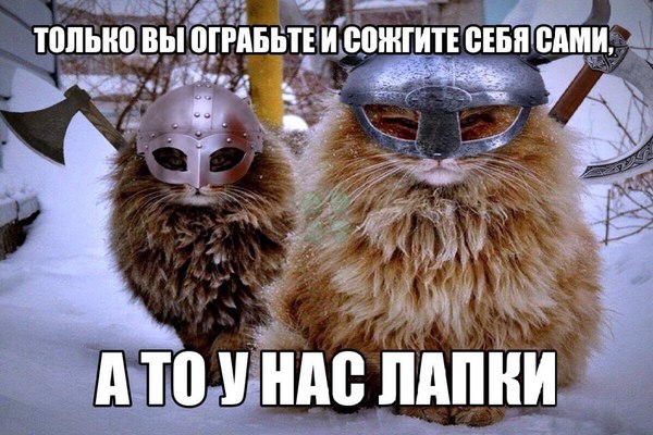 Cat Vikings - cat, Викинги, Paws, In contact with