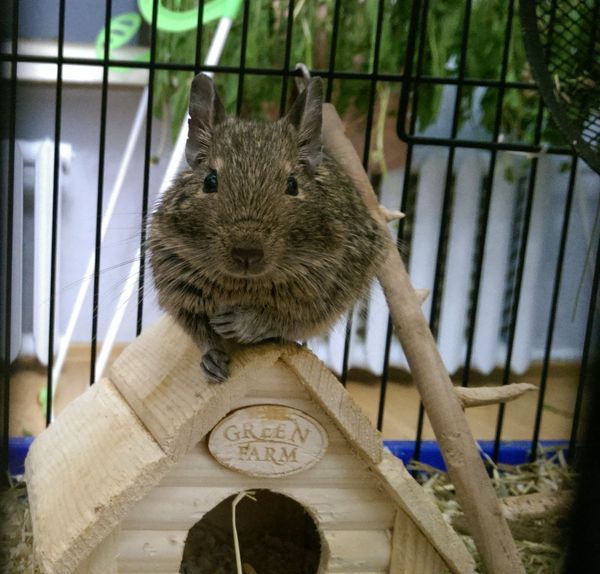 Our degus. Part 3. Tyson and Buska. - My, Degu, , Animals, Pets, Milota, Overexposure, Rodents, Longpost