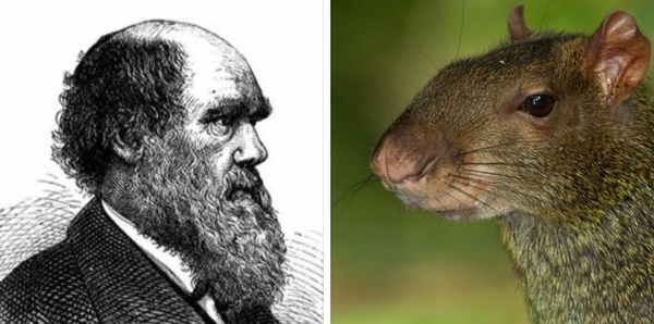 Darwin and animals. - Charles Darwin, Animals, Gourmet, Story, Cooking