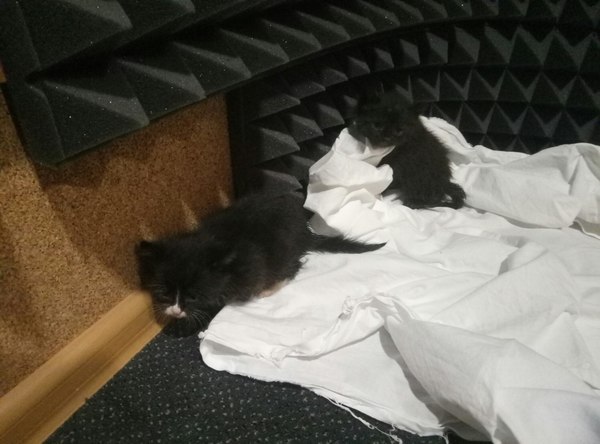 Kittens are looking for a home! (Thanks to everyone. Issue resolved) - My, cat, Animal Rescue, The strength of the Peekaboo, Kindness, Help, Longpost, Moscow