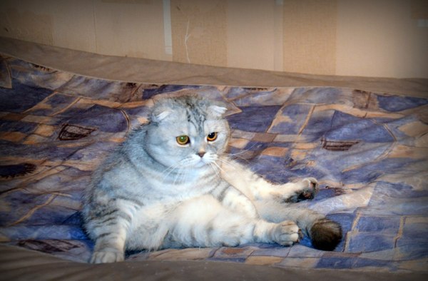 Fedorasik is sad - cat, , Sadness, Homemade, The photo, Sofa