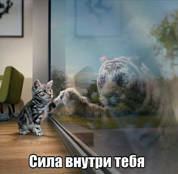 Dare! - Dare, Tiger, cat