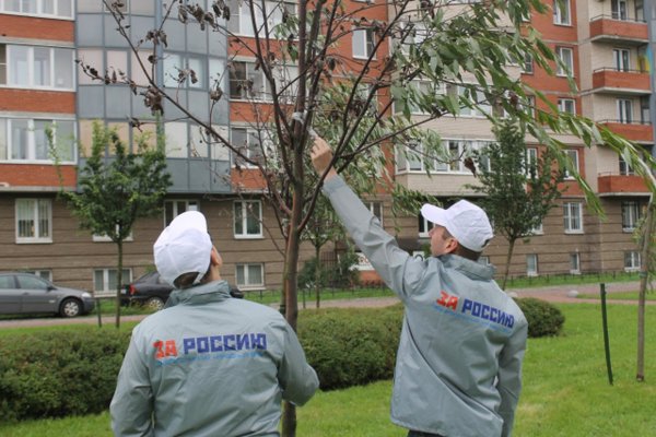 Public utilities planted greenery in a garden in St. Petersburg with the help of adhesive tape - Saint Petersburg, Weavers, Utility services, Rave