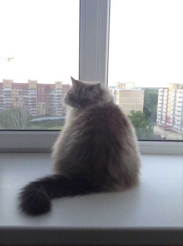 hello man - My, cat, Methodius Valerievich, Catomafia