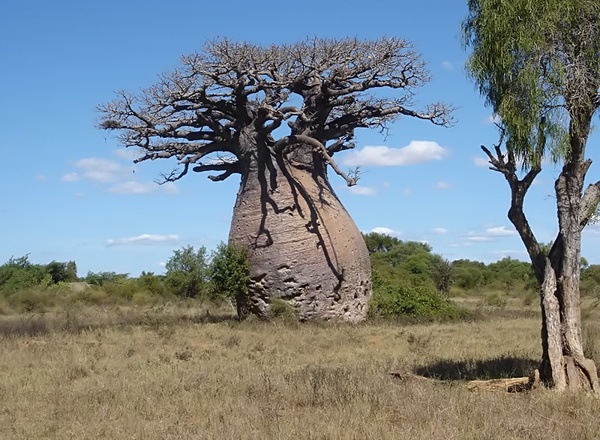 Unusual trees that surprise with their grandeur - Trees, Tree, Greatness, Planet Earth, Unusual, Exotic, Longpost