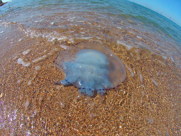 Jellyfish - My, Black Sea, Jellyfish, 