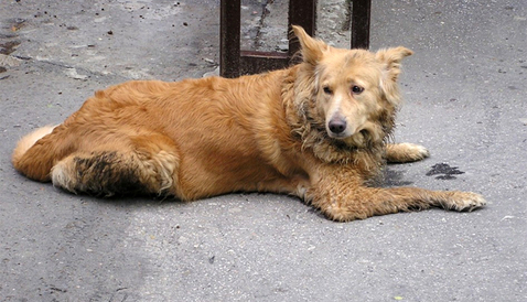About stray dogs. - , Radical animal protection, Myths, Longpost, Text