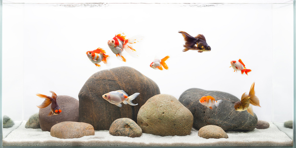 Золотые рыбки вырабатывают спирт, WTF?!! (Нет, это не из сказки о рыбаке и трех желаниях)