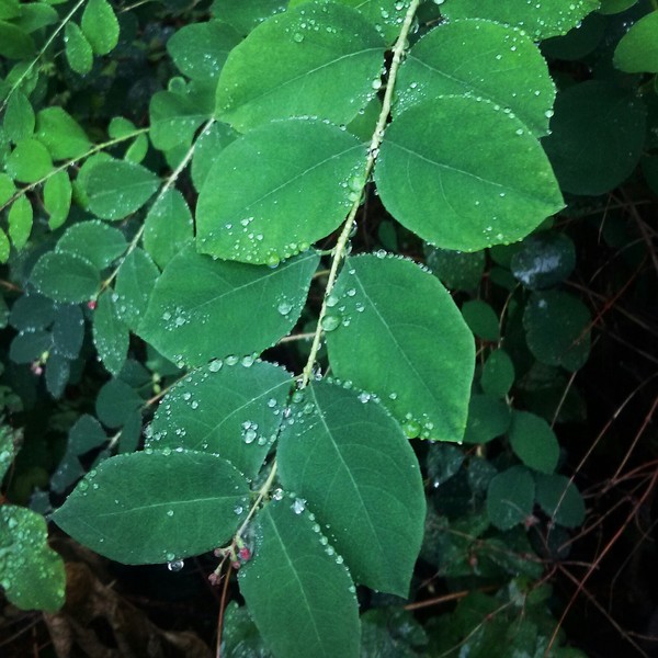 Just rain - beauty of nature, My, Nature, Forest, Rain