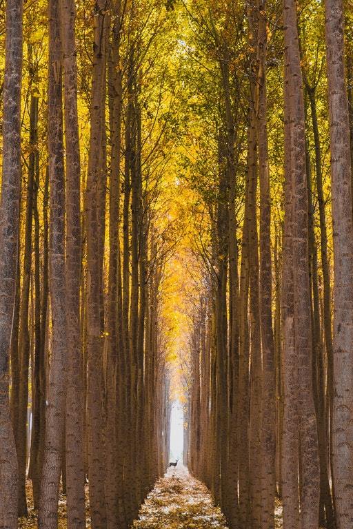 A deer walks on Boardman Timber Farm, Oregon - Reddit, Deer, Farm, Tree, Leaves, The photo, Deer