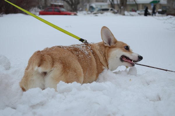 Corgi Fridays part six - My, Corgi, Dog, Longpost, cat