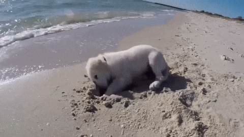 It's good to have the owner around :) - GIF, Ocean, Dog, Let's play, Games