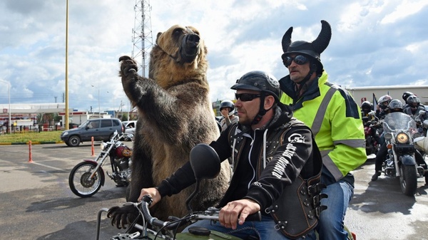 A bear on a motorcycle rides through the streets of Vologda - Vologda, The Bears, Bikers, Motorcyclists