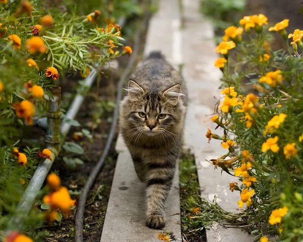The cat-voivode patrols his possessions. - cat, Catomafia, Dacha, Master