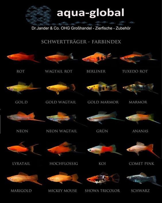 Определитель пород меченосцев