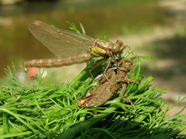 Death of a cricket - My, Nature, Primorsky Krai