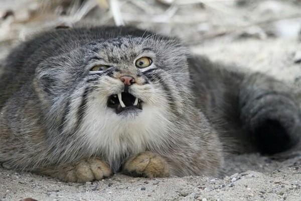 Pallas as the most emotional subspecies of animals - Repeat, Pallas' cat, Emotions, Fluffy, Accordion, cat, Longpost