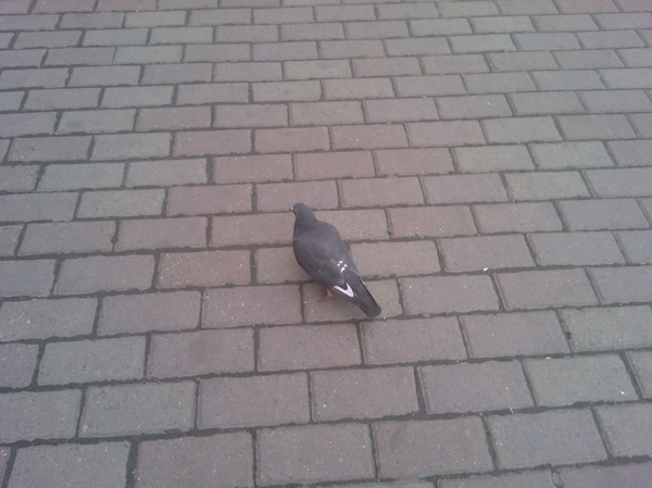 Hiden advertisment ? - My, Pigeon, 