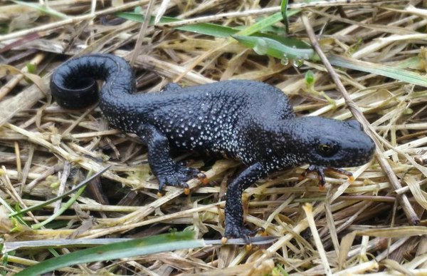 Саламандра