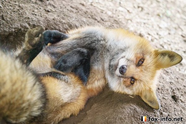 Милота в лисьей деревне!